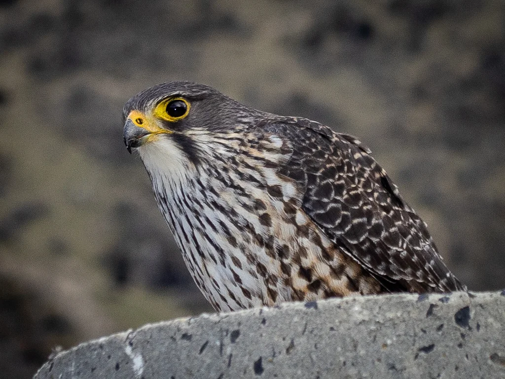 新西兰隼(Falco novaeseelandiae)