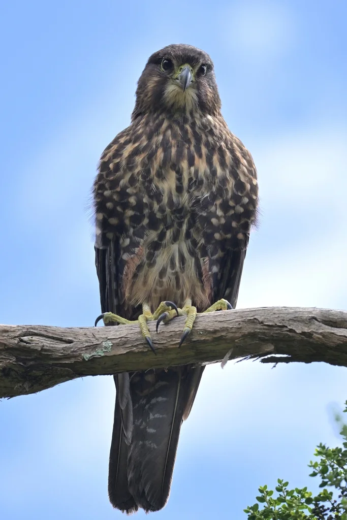 新西兰隼(Falco novaeseelandiae)
