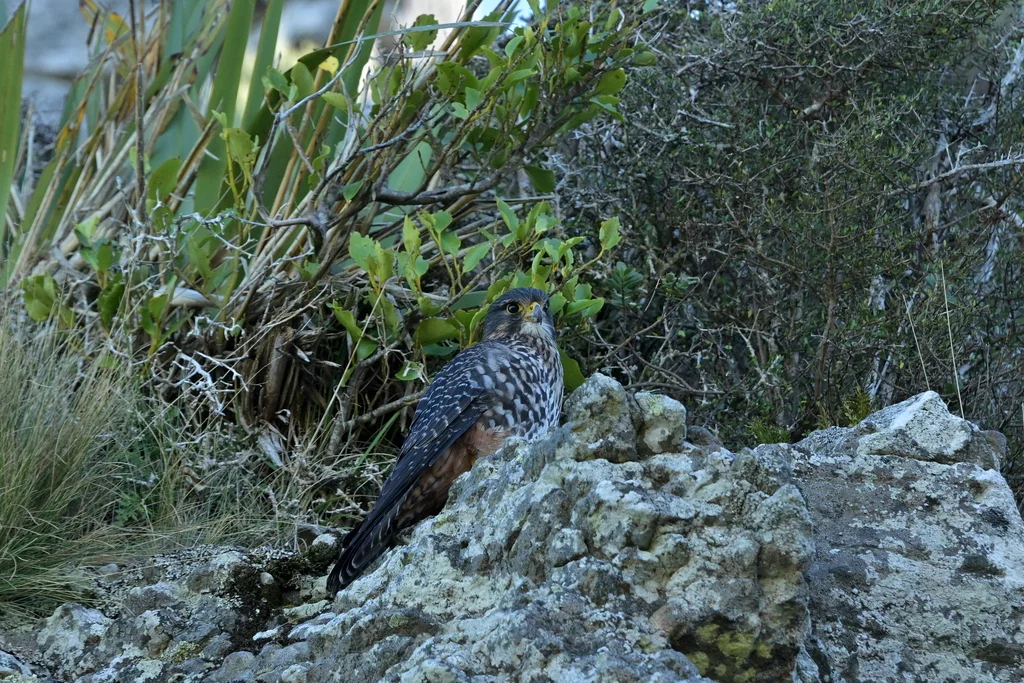 新西兰隼(Falco novaeseelandiae)