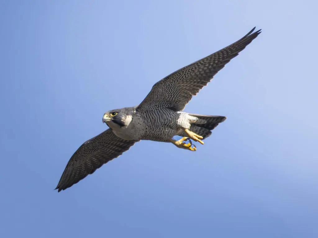 游隼(Falco peregrinus)