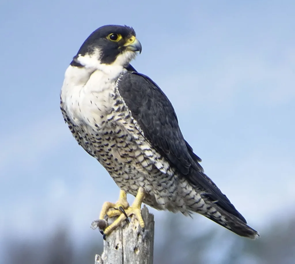 游隼(Falco peregrinus)