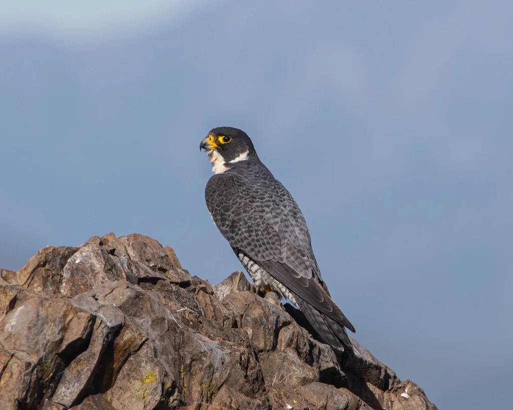 游隼(Falco peregrinus)