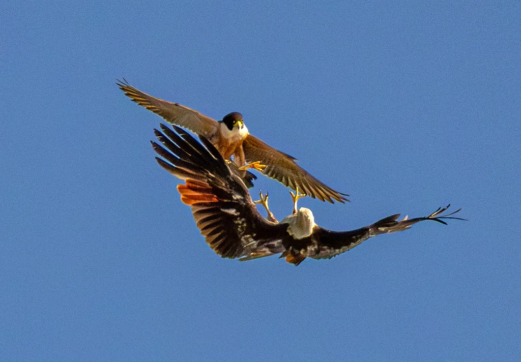 游隼(Falco peregrinus)
