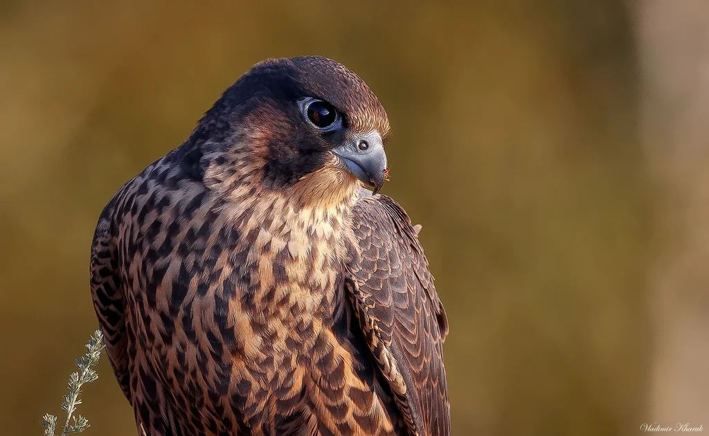 游隼(Falco peregrinus)