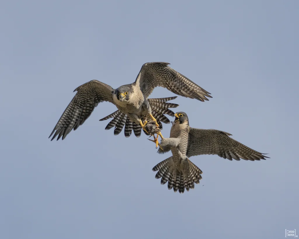 游隼(Falco peregrinus)