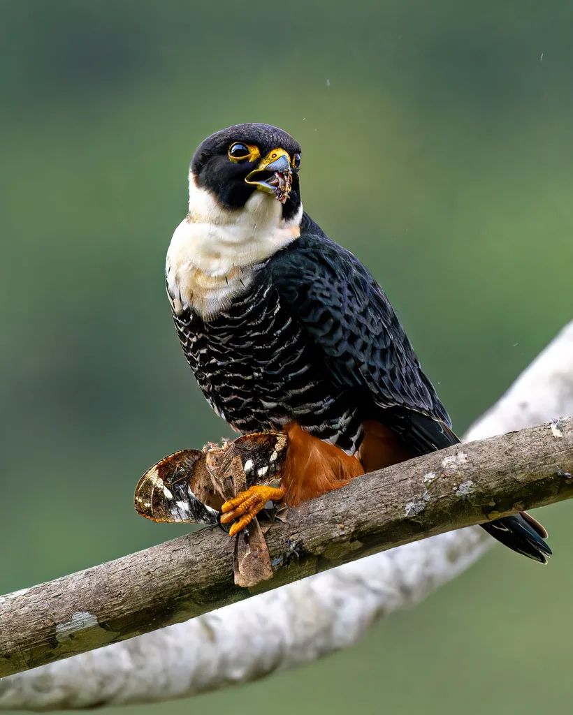 食蝠隼(Falco rufigularis)
