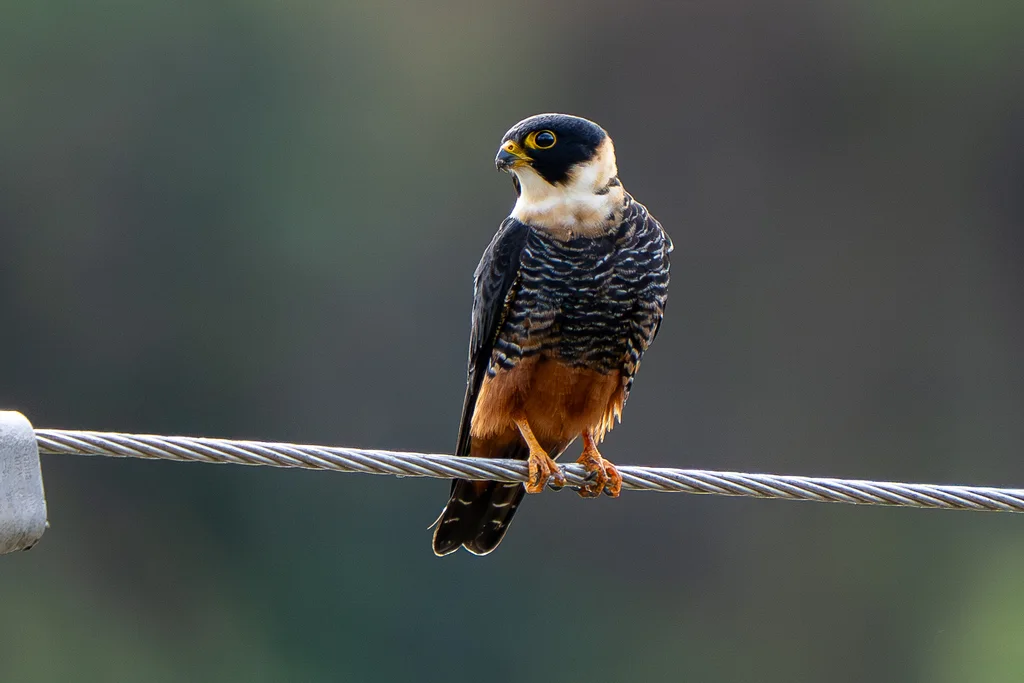 食蝠隼(Falco rufigularis)