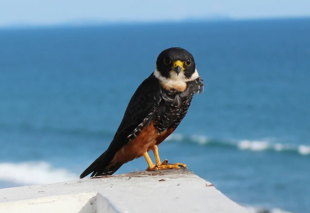 食蝠隼(Falco rufigularis)