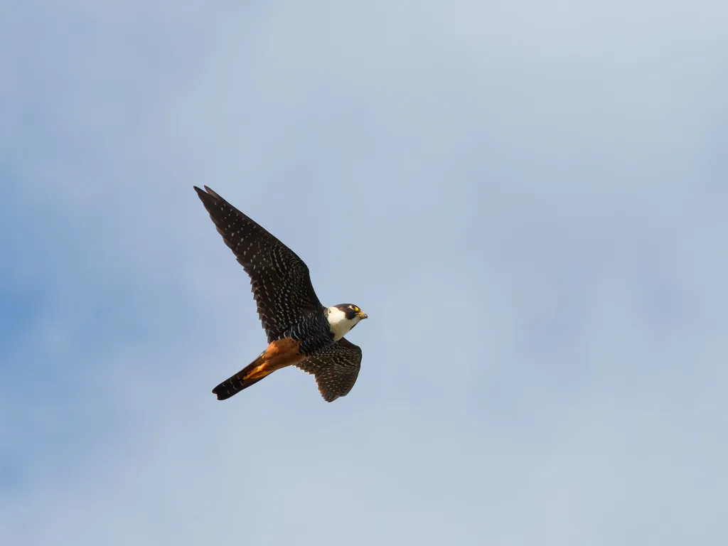 食蝠隼(Falco rufigularis)