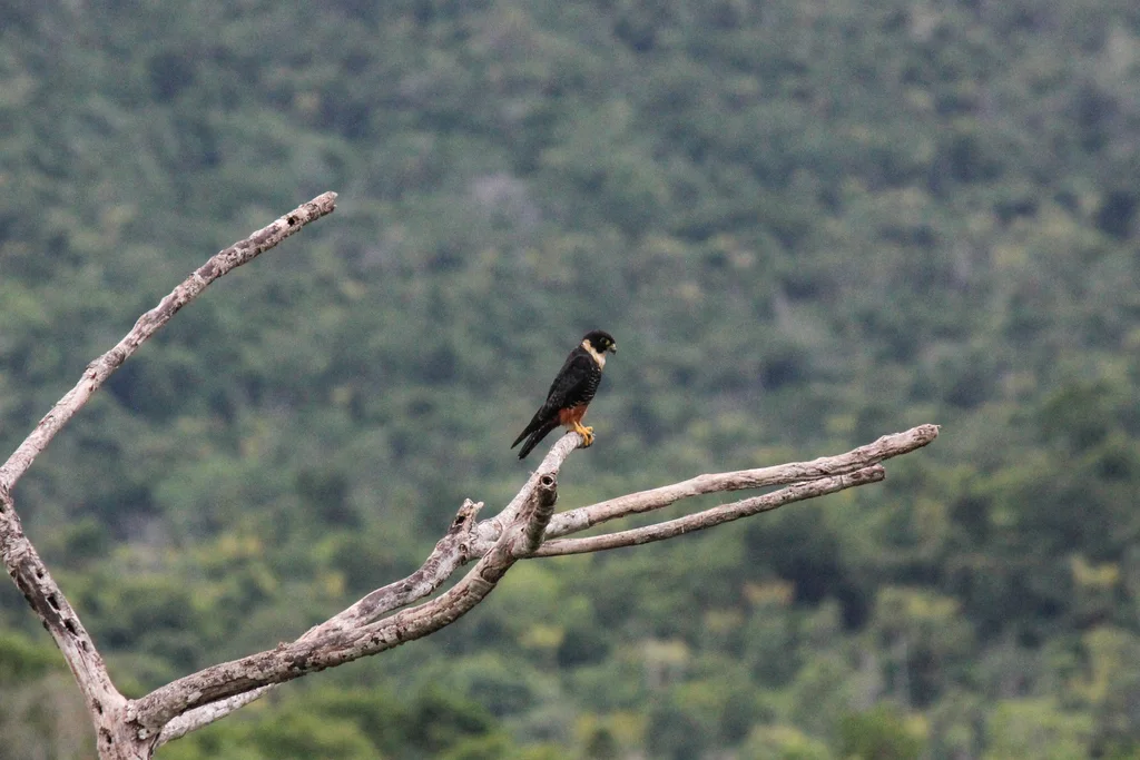 食蝠隼(Falco rufigularis)