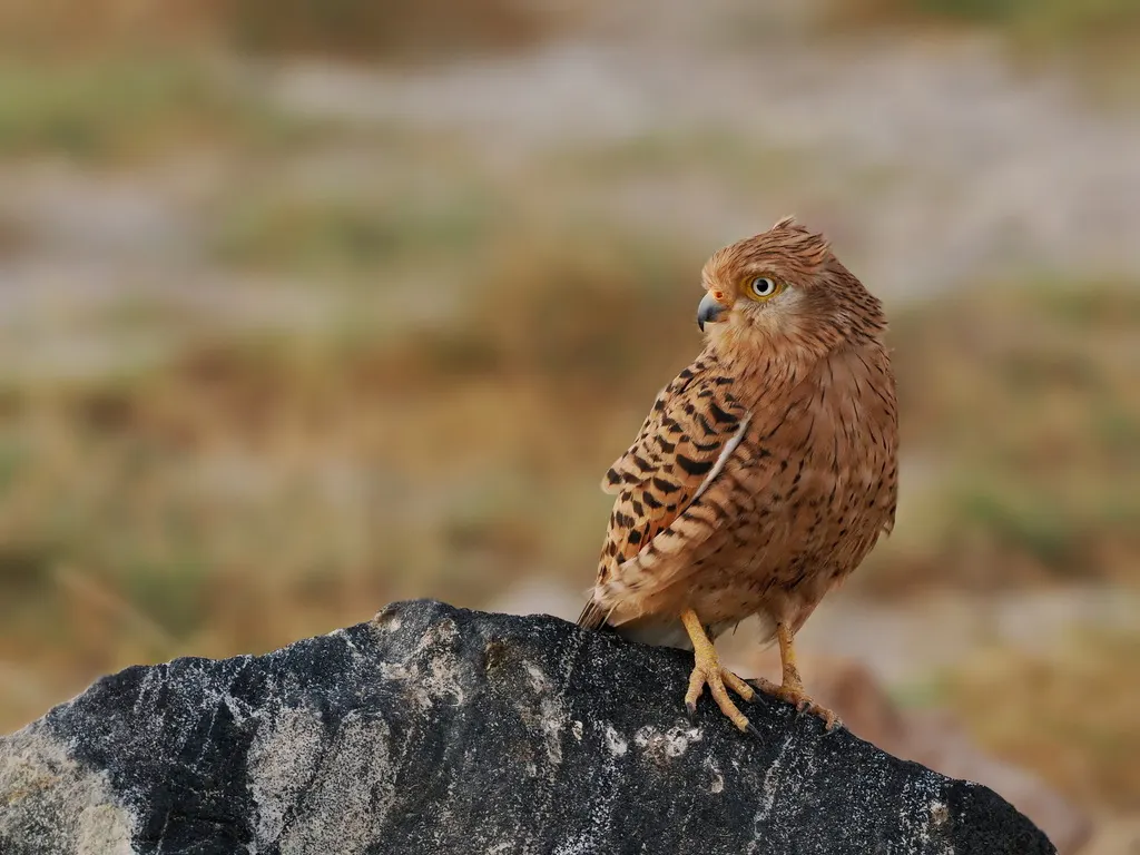 黄眼隼(Falco rupicoloides)