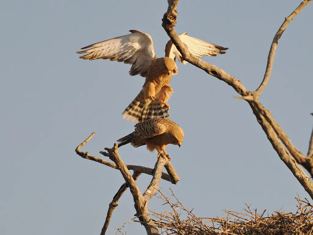 黄眼隼(Falco rupicoloides)