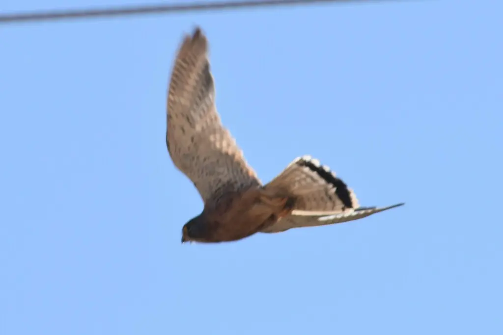 岩隼(Falco rupicolus)
