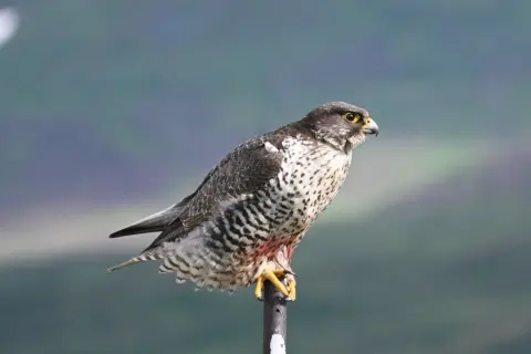 矛隼