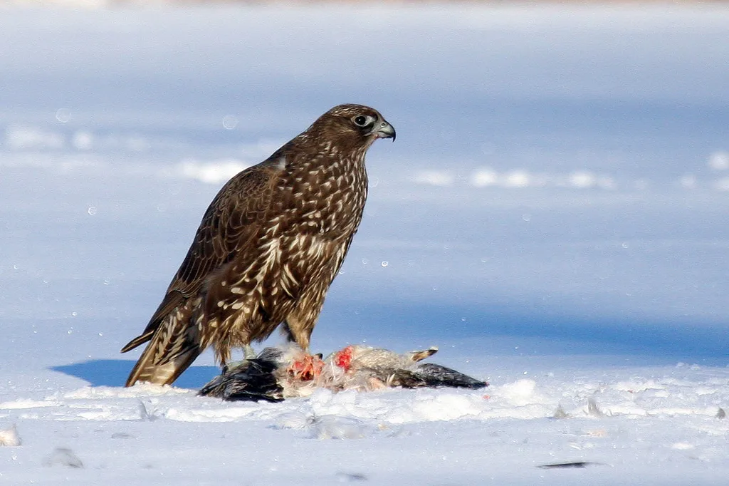 矛隼(Falco rusticolus)