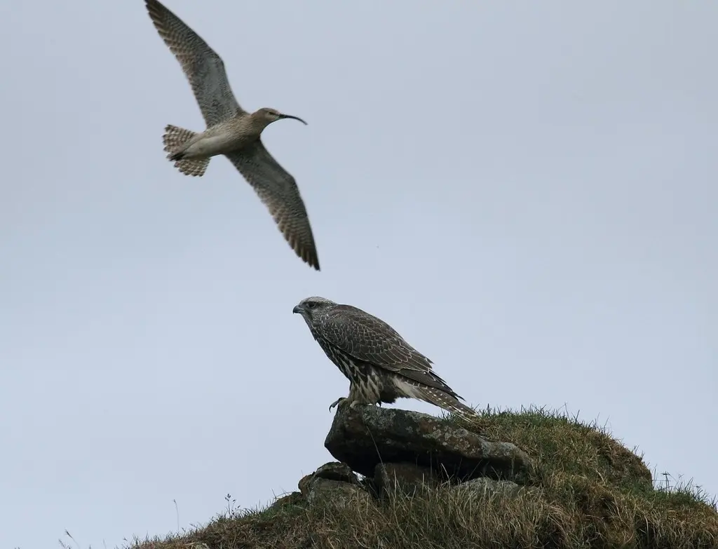 矛隼(Falco rusticolus)