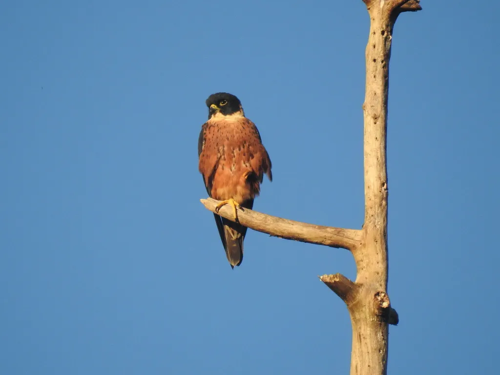 猛隼(Falco severus)