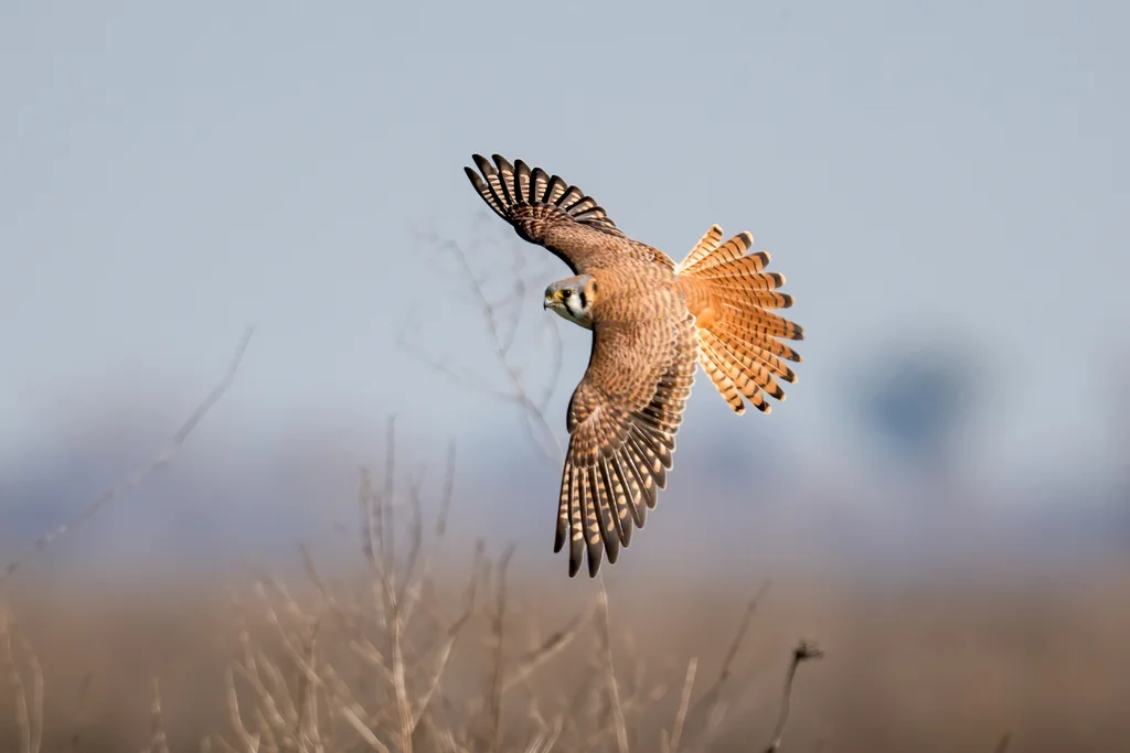 美洲隼(Falco sparverius)