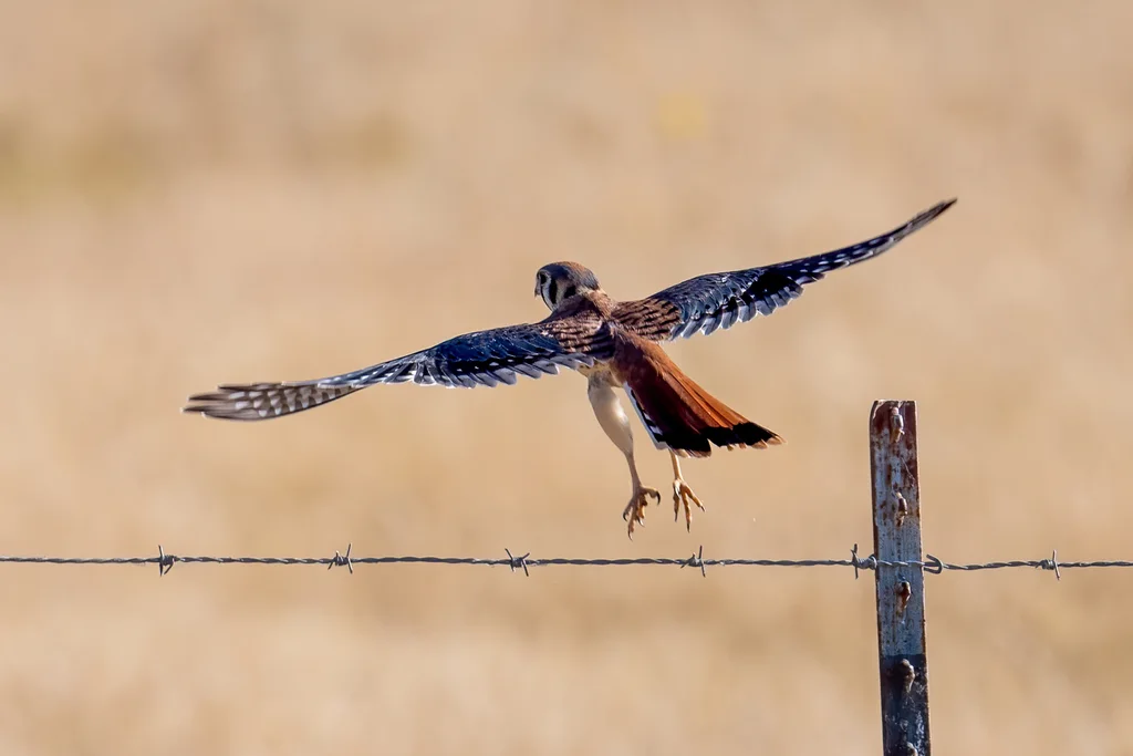 美洲隼(Falco sparverius)