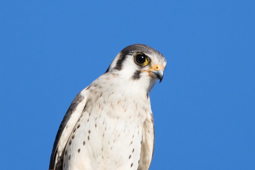 美洲隼(Falco sparverius)