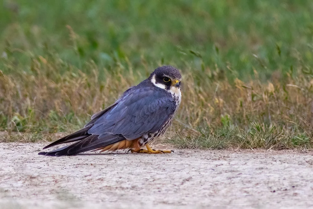 燕隼（Falco subbuteo）