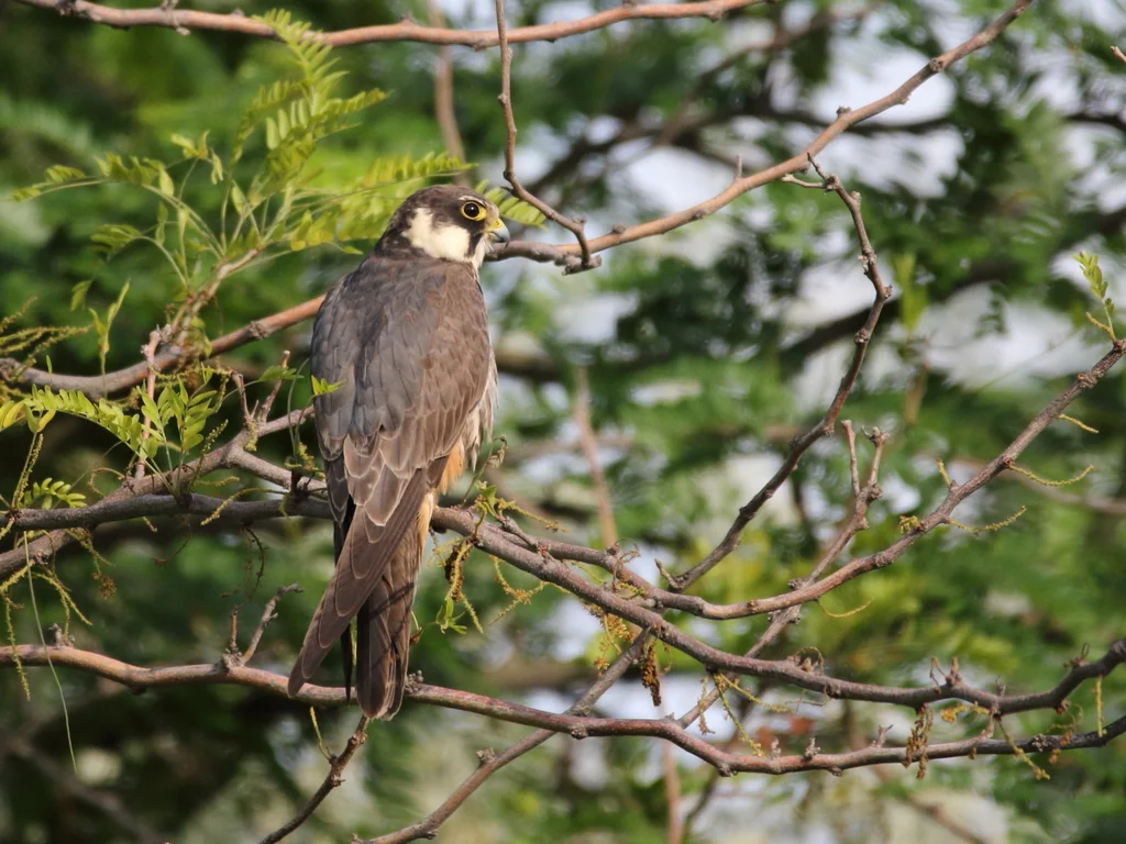 燕隼（Falco subbuteo）