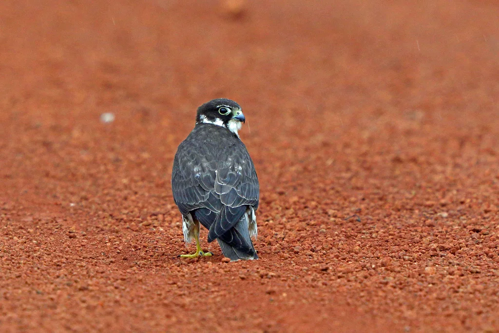 燕隼(Falco subbuteo)