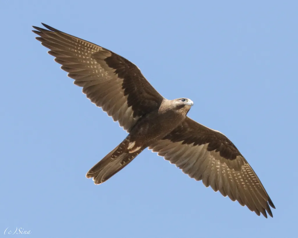 黑隼(Falco subniger)