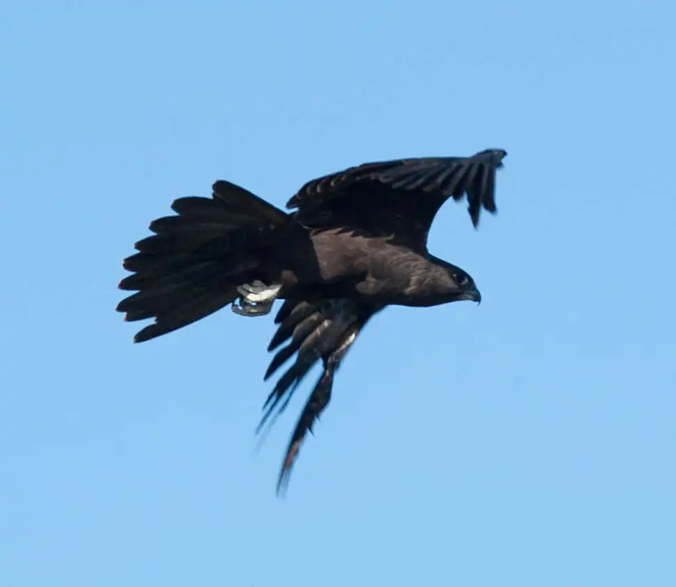 黑隼(Falco subniger)