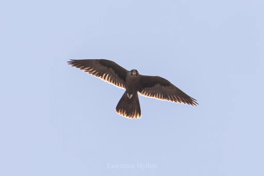 黑隼(Falco subniger)