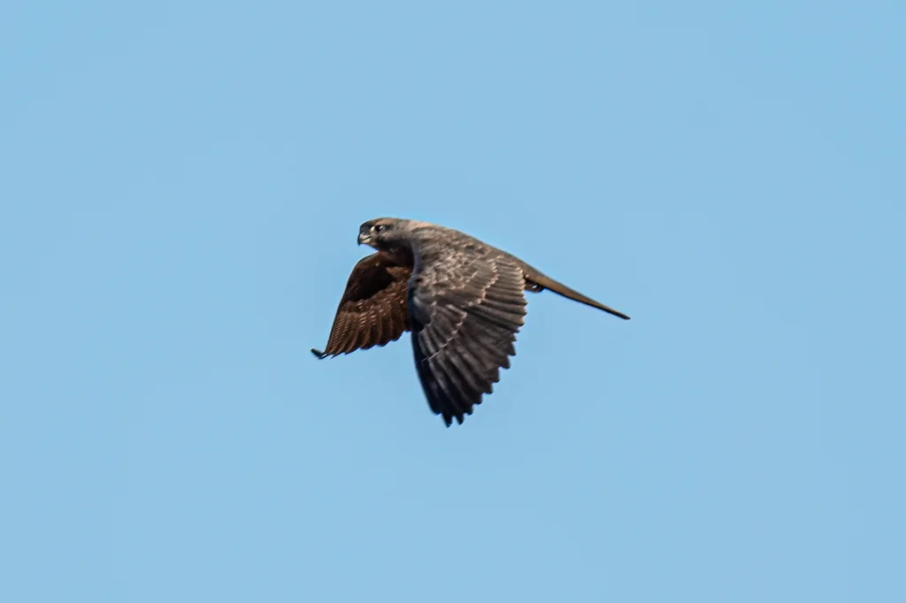 黑隼(Falco subniger)