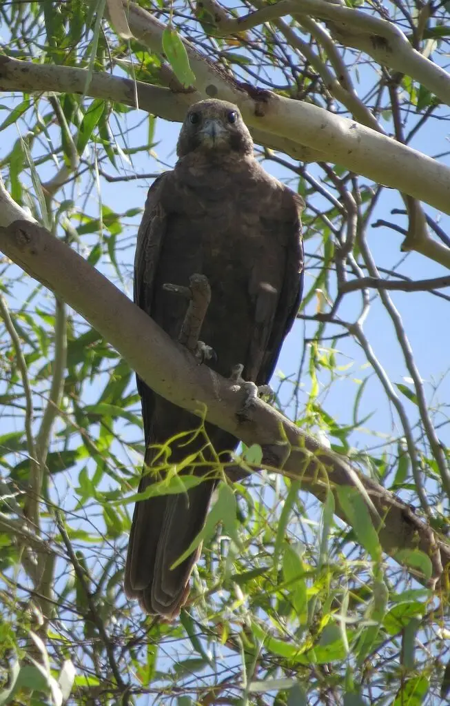 黑隼(Falco subniger)