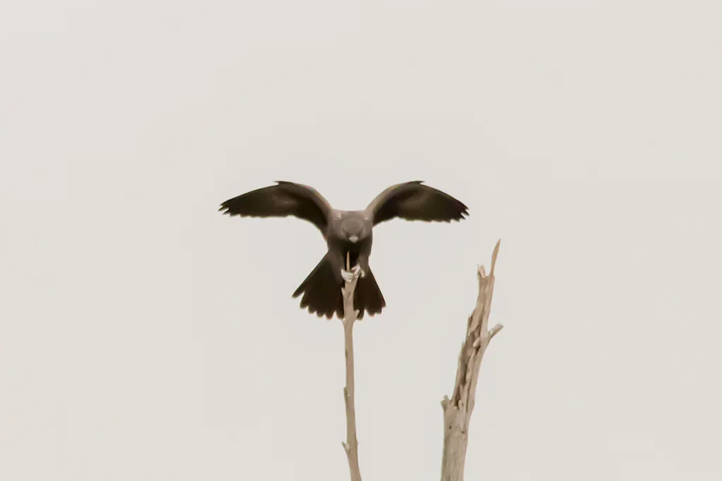 黑隼(Falco subniger)
