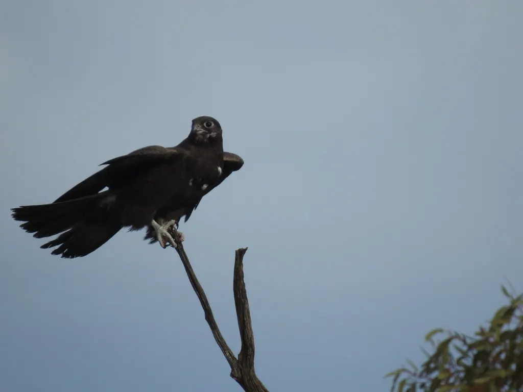 黑隼(Falco subniger)
