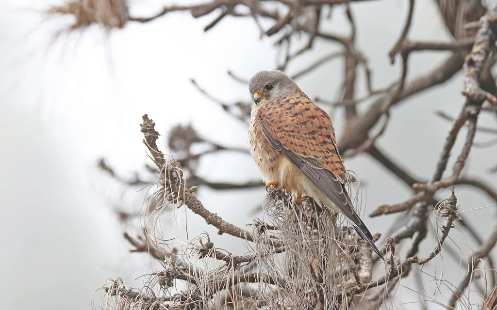 红隼(Falco tinnunculus)