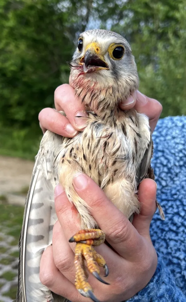 红隼(Falco tinnunculus)