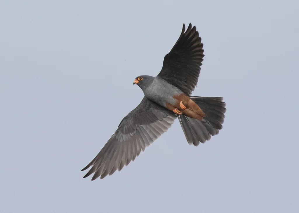 西红脚隼(Falco vespertinus)