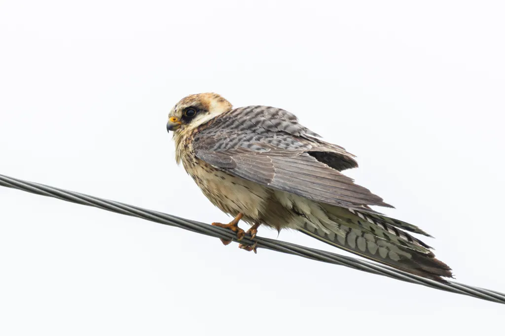 西红脚隼(Falco vespertinus)