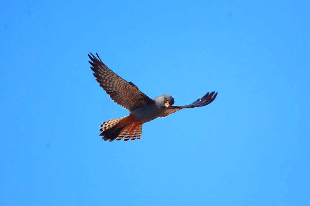 西红脚隼(Falco vespertinus)