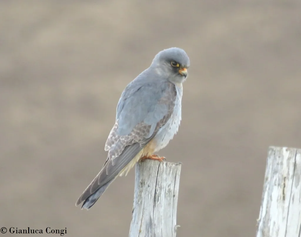 西红脚隼(Falco vespertinus)