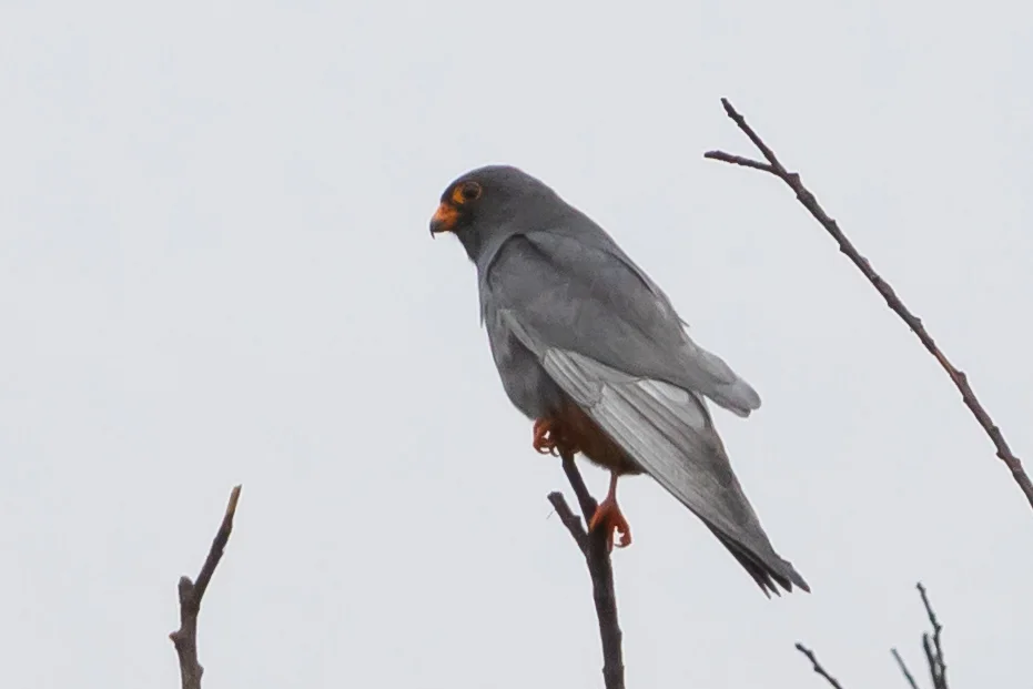 西红脚隼(Falco vespertinus)
