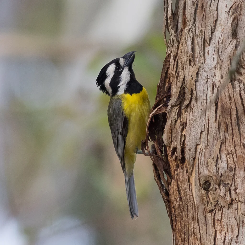 东鵙雀鹟(Falcunculus frontatus)