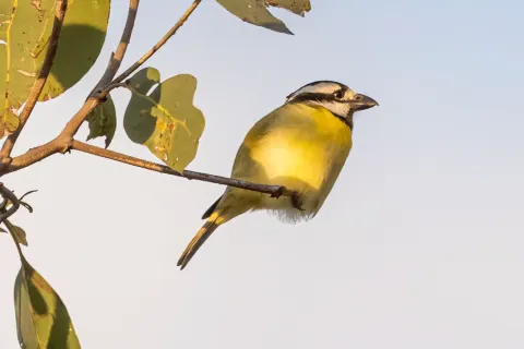 北鵙雀鹟