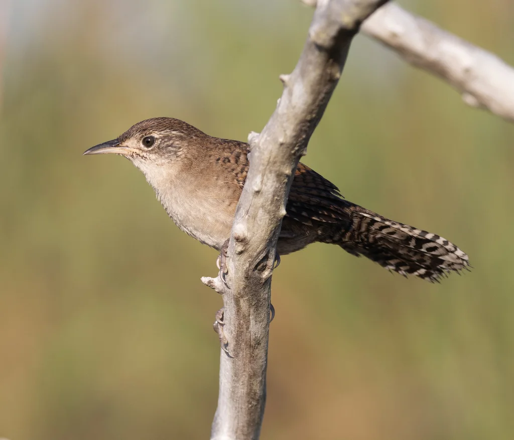 扎巴鹪鹩(Ferminia cerverai)