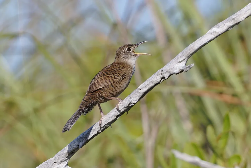 扎巴鹪鹩(Ferminia cerverai)