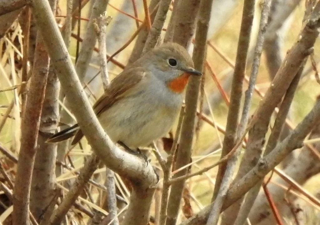 红喉姬鹟(Ficedula albicilla)