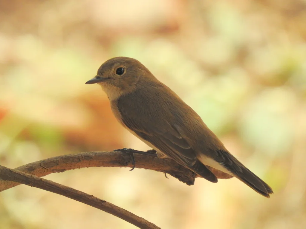 红喉姬鹟(Ficedula albicilla)