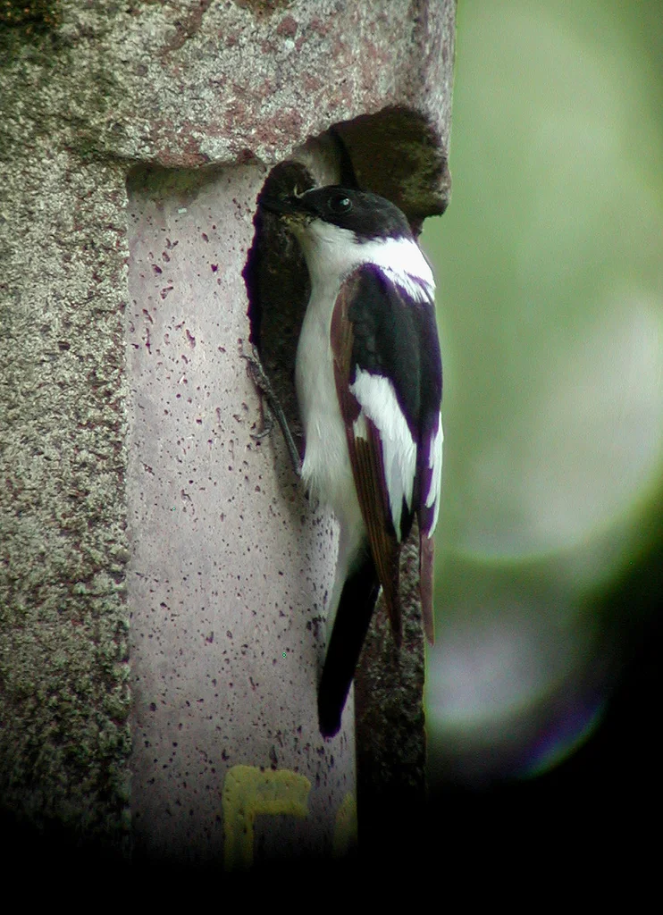 白领姬鹟(Ficedula albicollis)