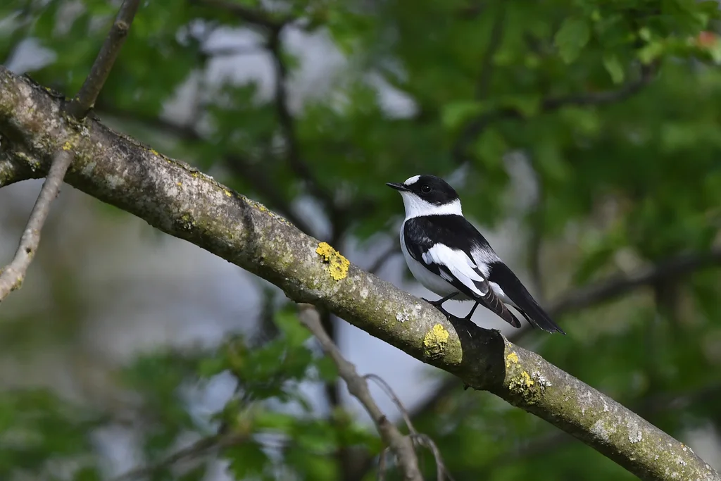 白领姬鹟(Ficedula albicollis)