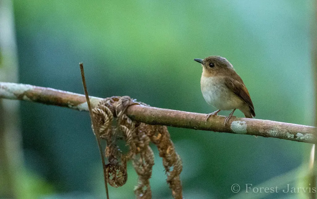 佛氏姬鹟(Ficedula crypta)